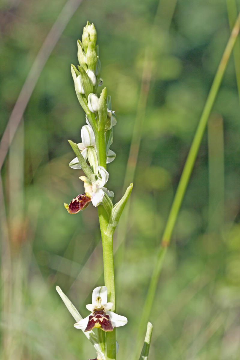 Ophrys tetraloniae / Ofride Tetralonia